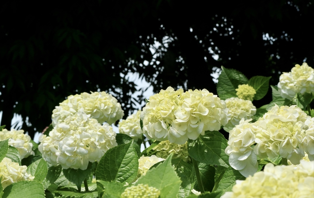 f:id:fuchanp4:20200610150257j:plain f:id:fuchanp4:20200610150257j:plain