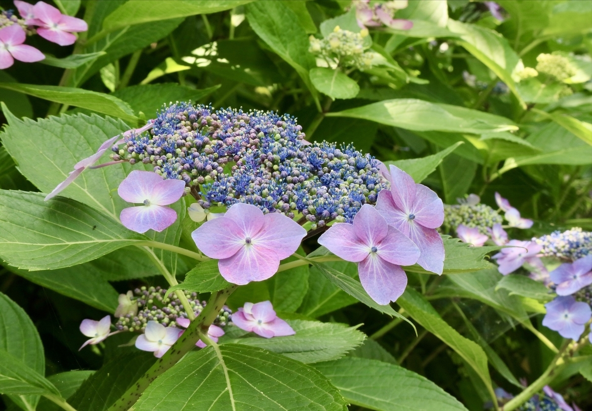 f:id:fuchanp4:20200610151040j:plain f:id:fuchanp4:20200610151040j:plain
