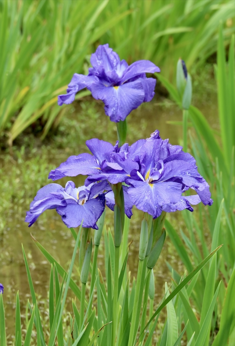 f:id:fuchanp4:20200617153440j:plain f:id:fuchanp4:20200617153440j:plain