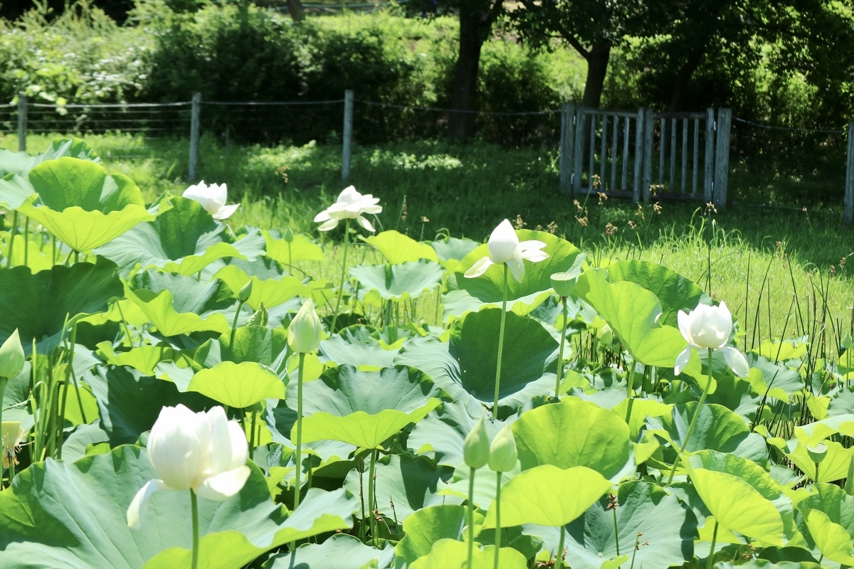 f:id:fuchanp4:20200703171724j:plain f:id:fuchanp4:20200703171724j:plain
