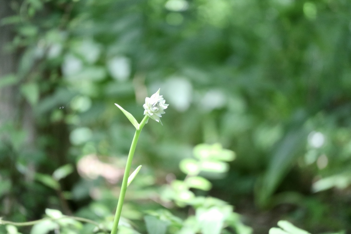 f:id:fuchanp4:20200703171945j:plain f:id:fuchanp4:20200703171945j:plain