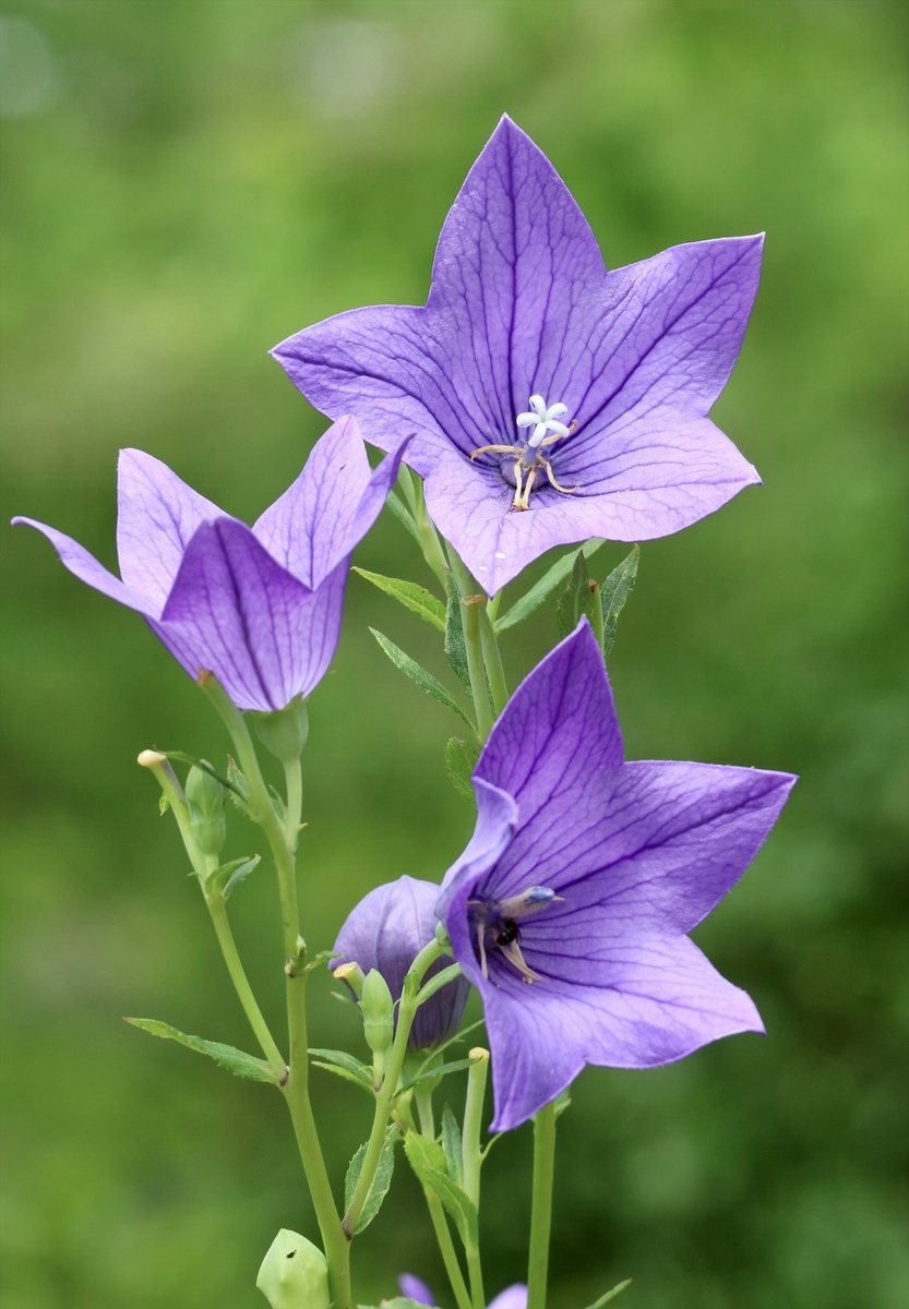 f:id:fuchanp4:20200724175352j:plain f:id:fuchanp4:20200724175352j:plain