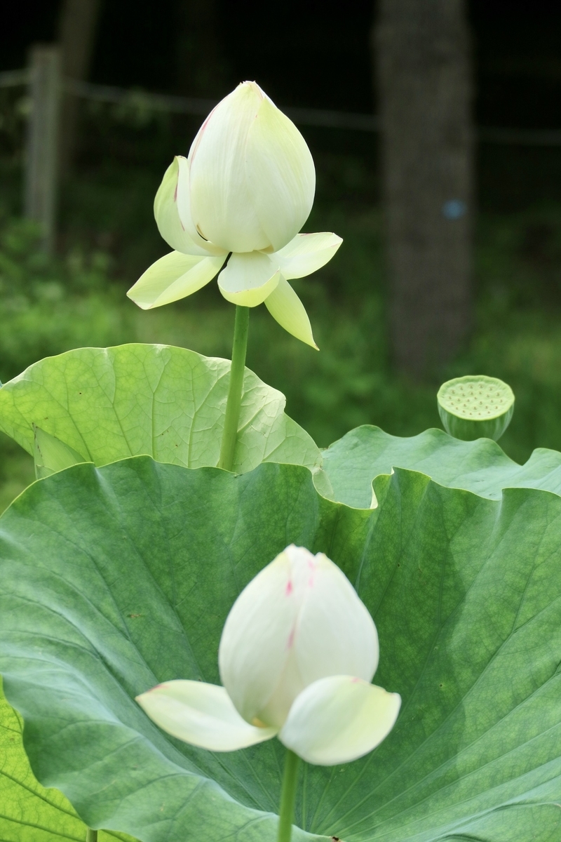 f:id:fuchanp4:20200724175623j:plain f:id:fuchanp4:20200724175623j:plain