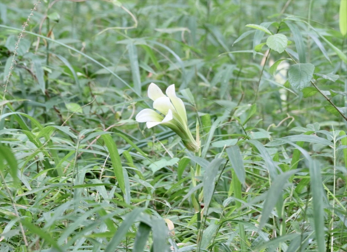 f:id:fuchanp4:20200802160938j:plain f:id:fuchanp4:20200802160938j:plain