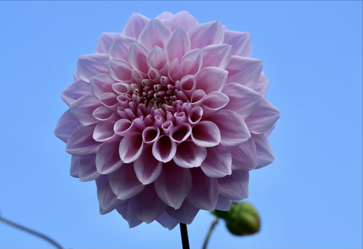 f:id:fuchanp4:20201022155045j:plain