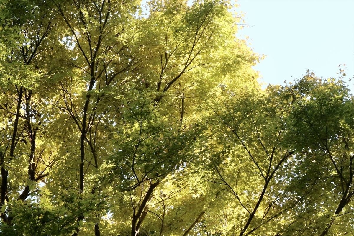 f:id:fuchanp4:20201030212309j:plain f:id:fuchanp4:20201030212309j:plain