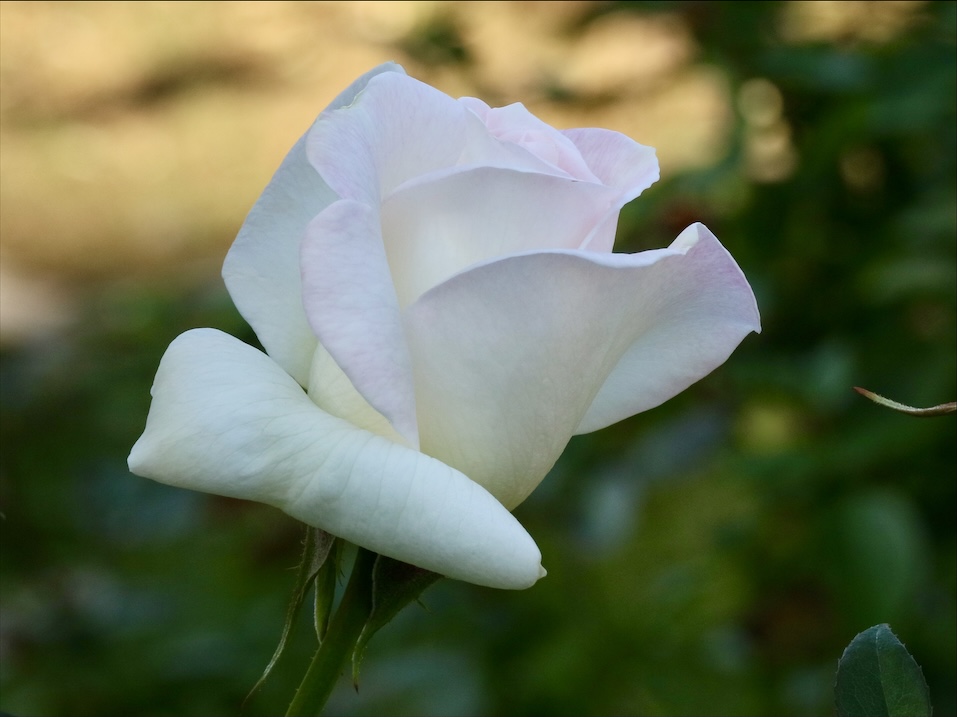f:id:fuchanp4:20201030215334j:plain f:id:fuchanp4:20201030215334j:plain