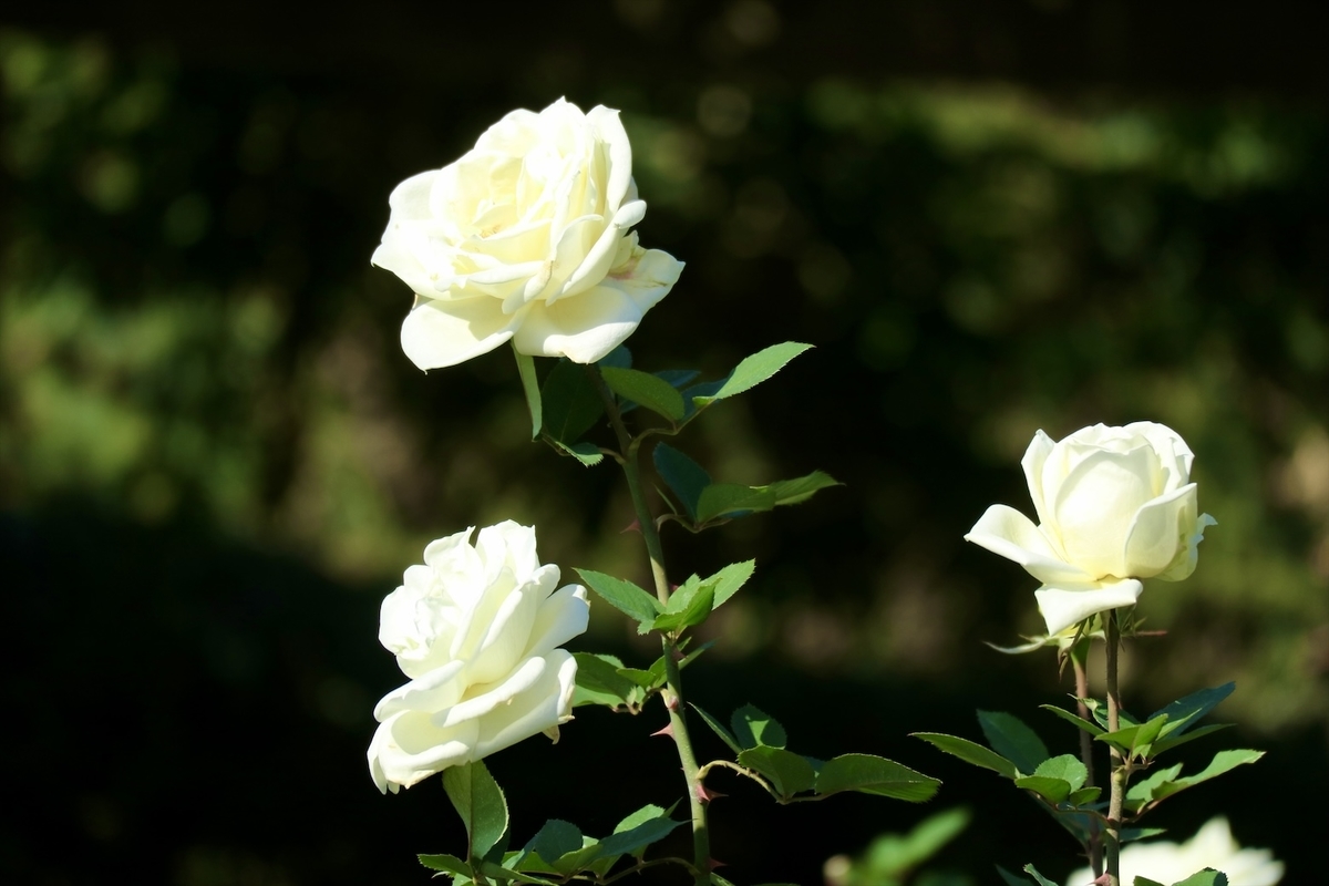 f:id:fuchanp4:20201030215829j:plain f:id:fuchanp4:20201030215829j:plain