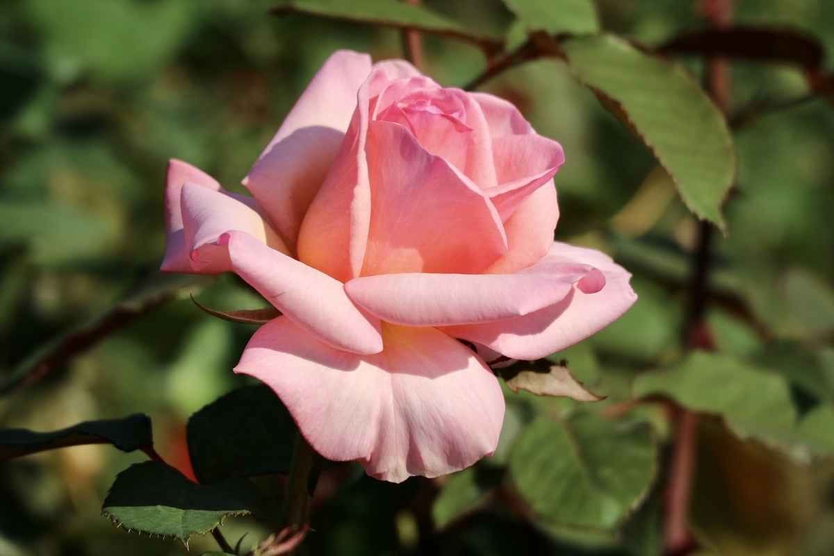 f:id:fuchanp4:20201030215842j:plain f:id:fuchanp4:20201030215842j:plain