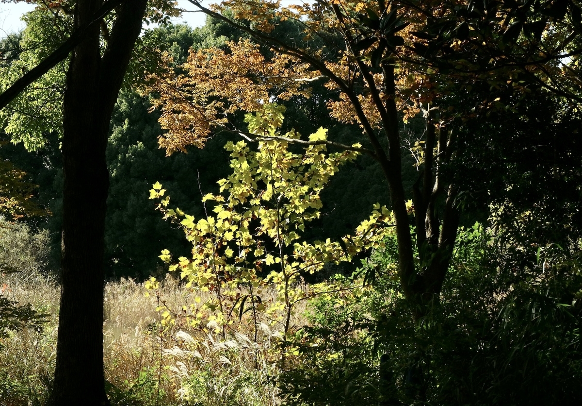 f:id:fuchanp4:20201106154634j:plain