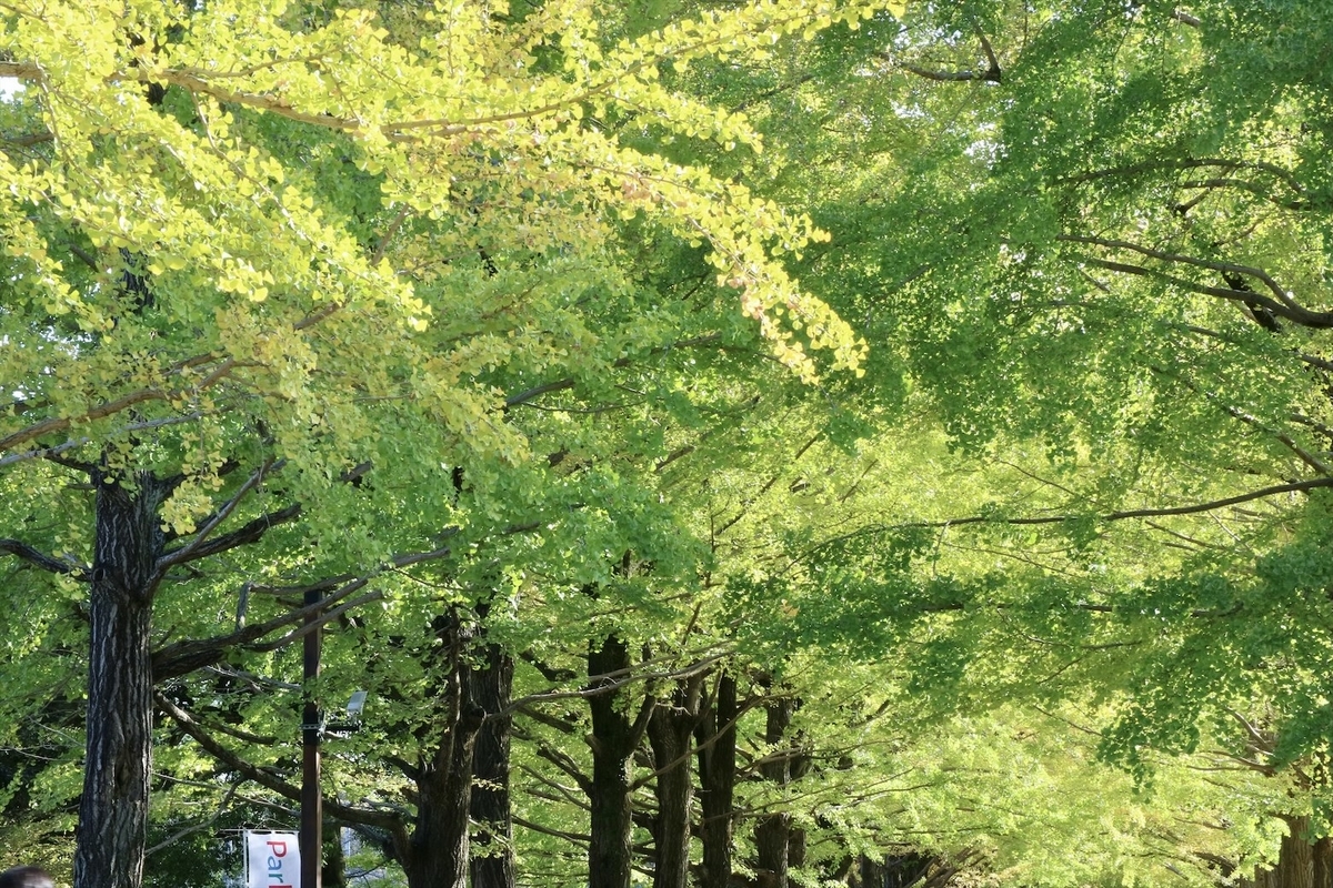 f:id:fuchanp4:20201106154756j:plain