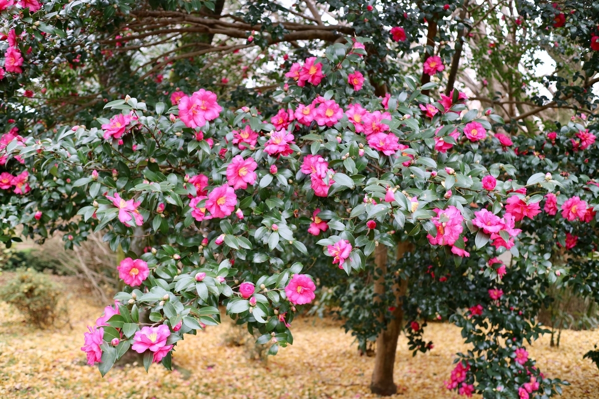 f:id:fuchanp4:20201127152047j:plain