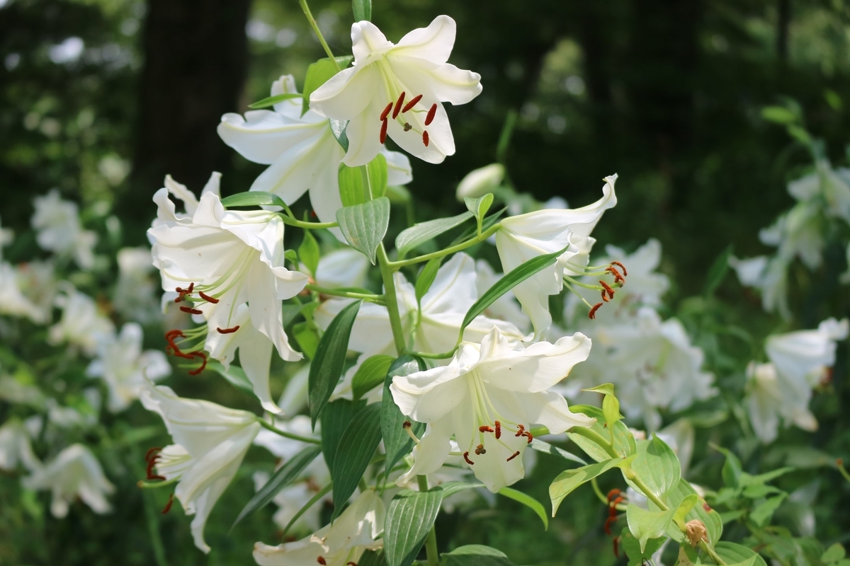 f:id:fuchanp4:20210727173318j:plain