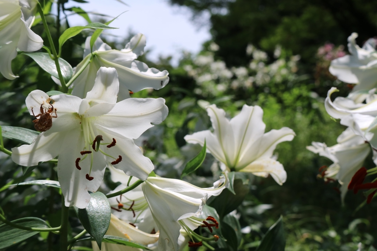 f:id:fuchanp4:20210727173456j:plain