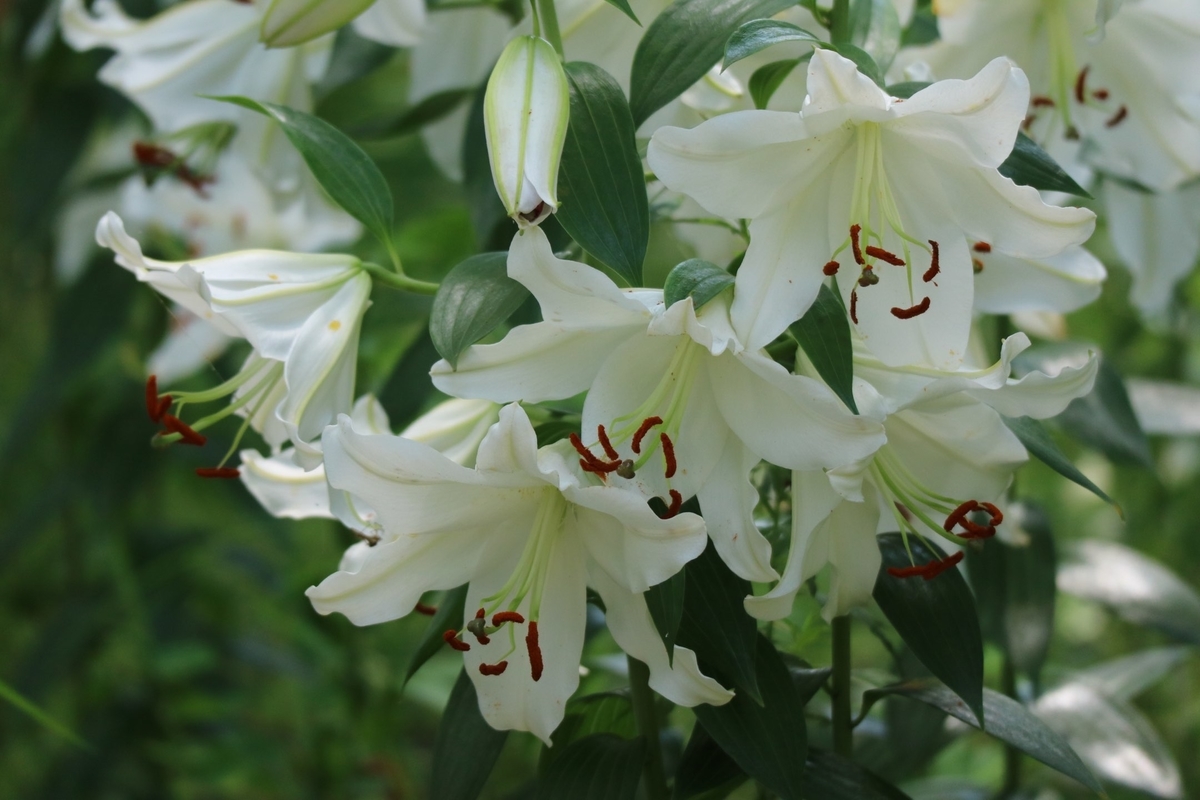 f:id:fuchanp4:20210727173525j:plain