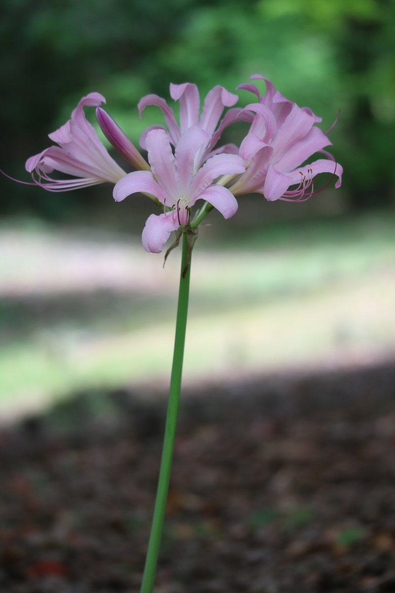 f:id:fuchanp4:20210727173623j:plain