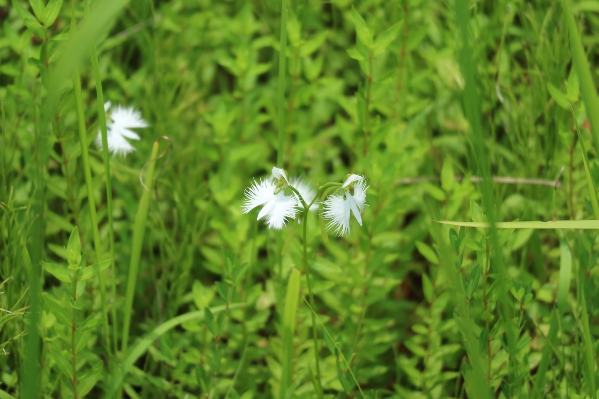 f:id:fuchanp4:20210727173850j:plain