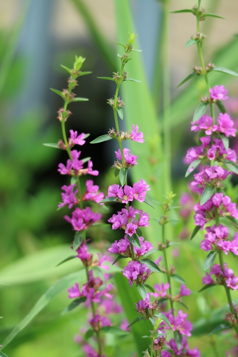 f:id:fuchanp4:20210727174025j:plain