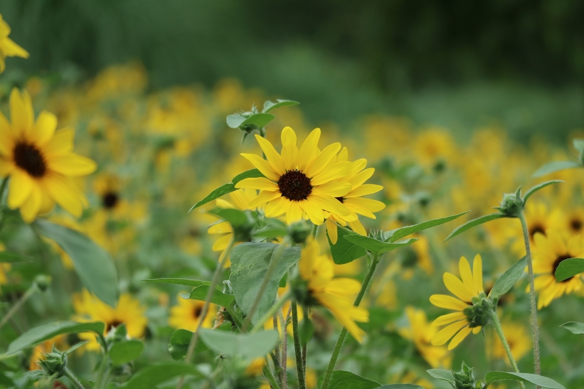 f:id:fuchanp4:20210727174156j:plain