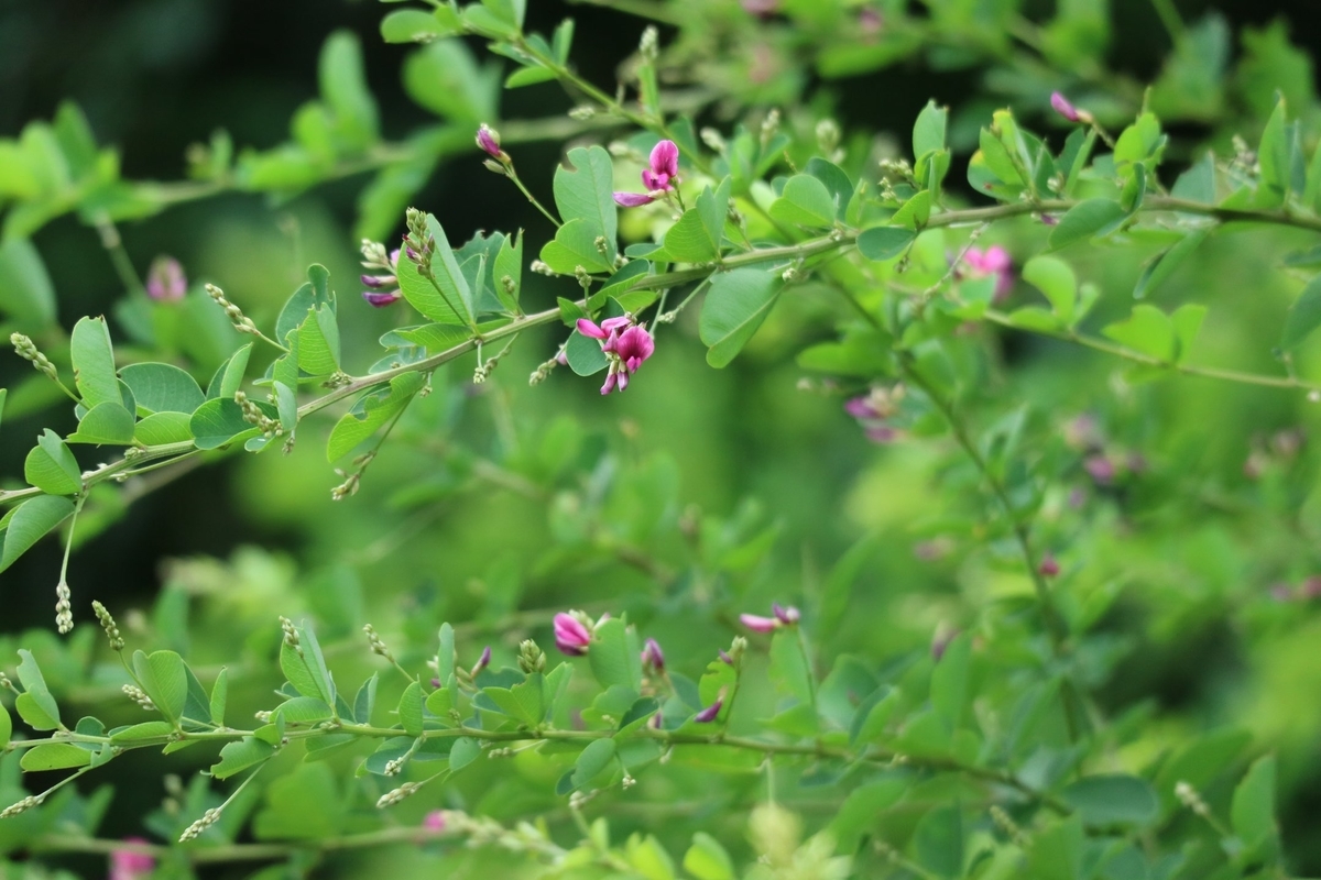 f:id:fuchanp4:20210727174243j:plain