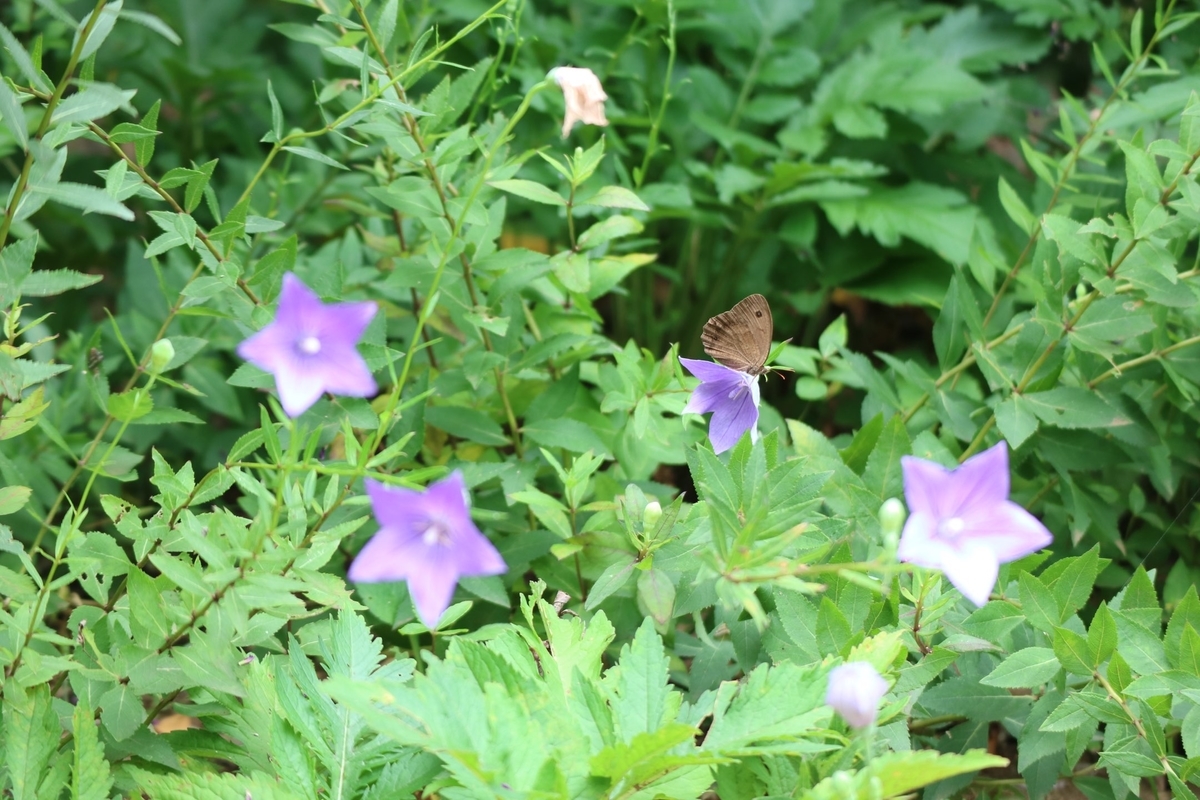 f:id:fuchanp4:20210727174344j:plain