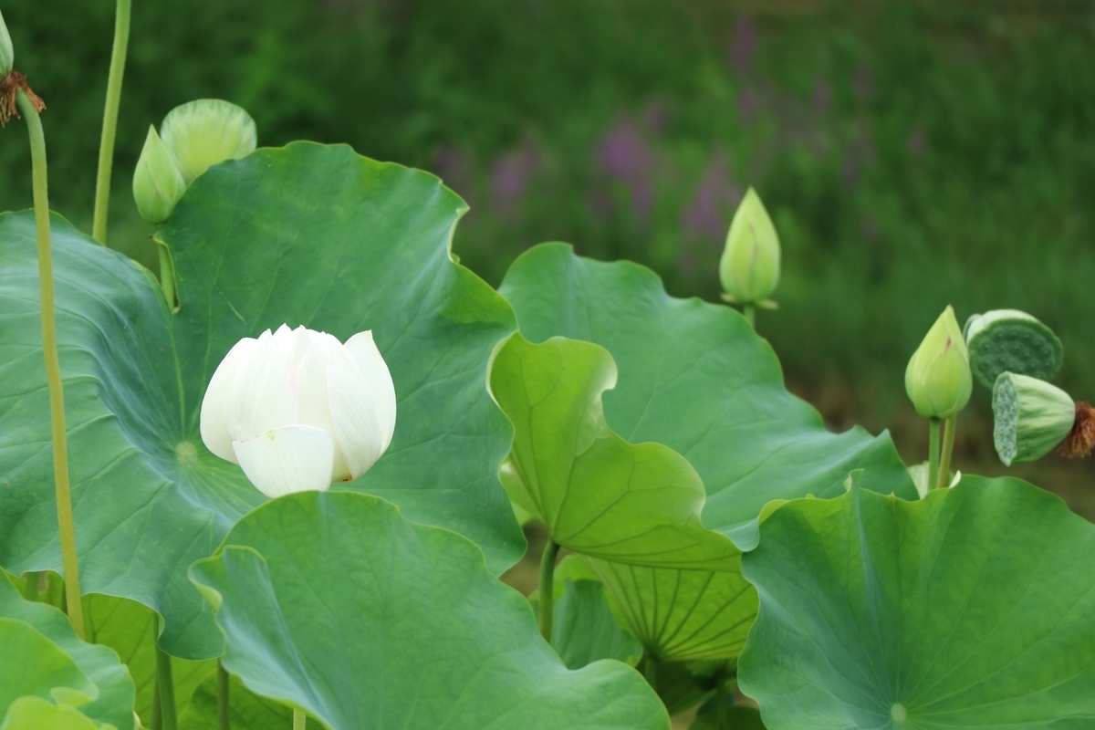 f:id:fuchanp4:20210727175043j:plain