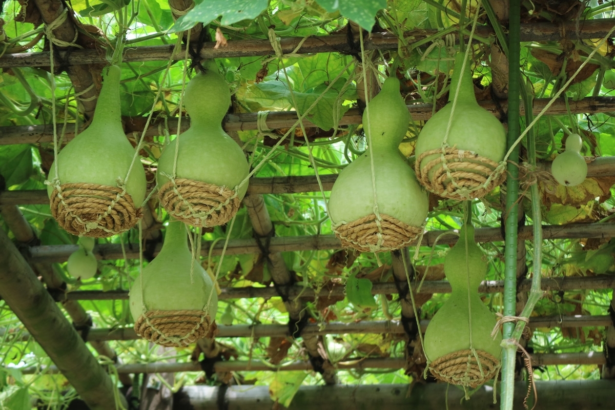 f:id:fuchanp4:20210727175100j:plain