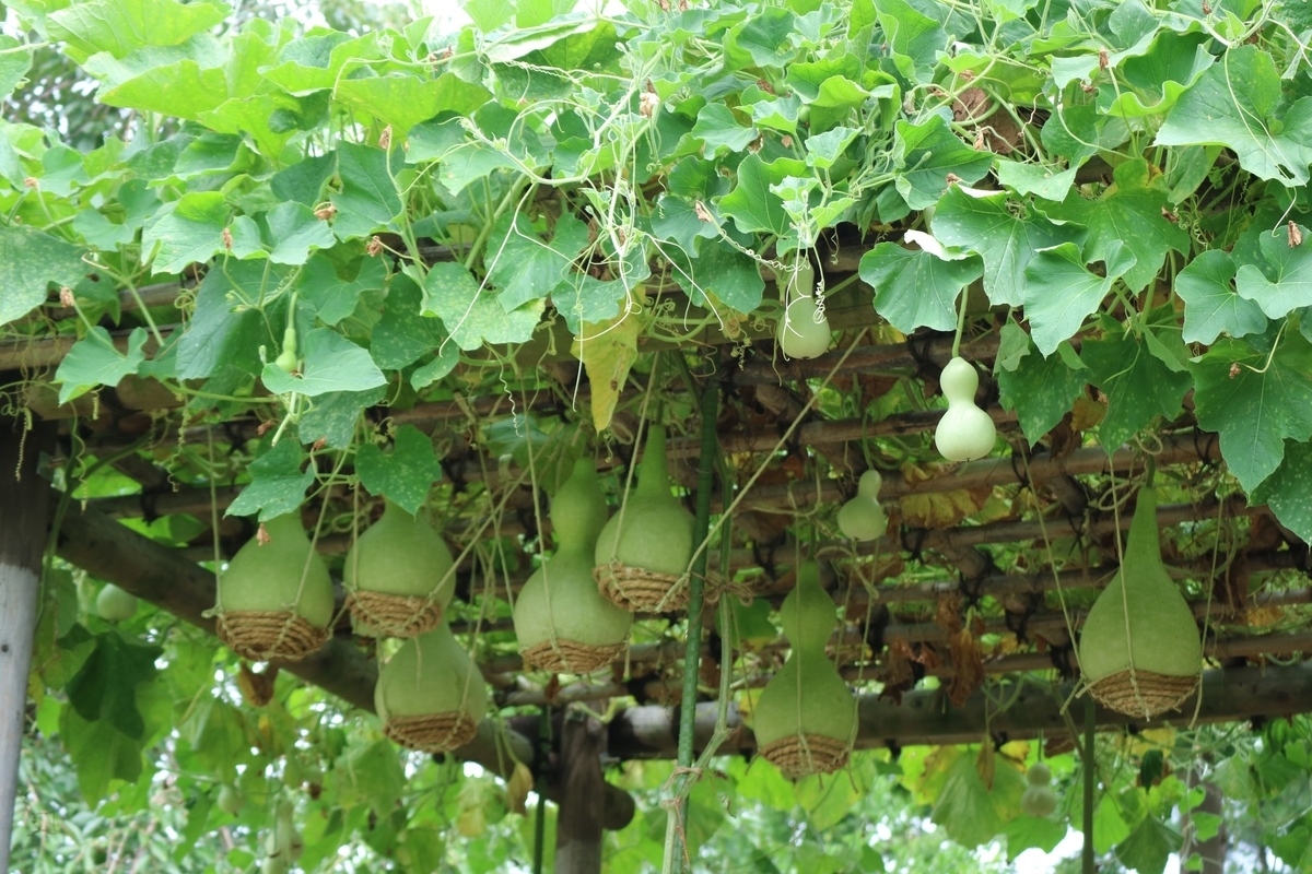 f:id:fuchanp4:20210727175155j:plain