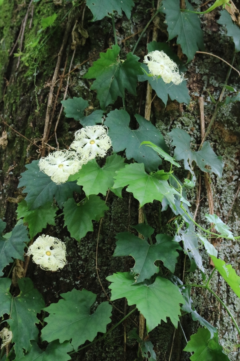 f:id:fuchanp4:20210727175817j:plain