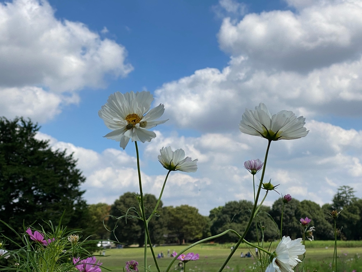 f:id:fuchanp4:20210925134424j:plain