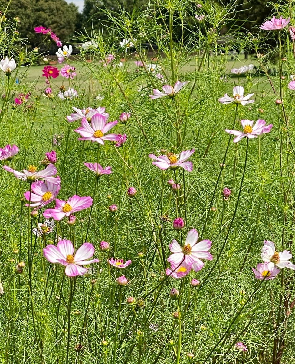 f:id:fuchanp4:20210925134502j:plain