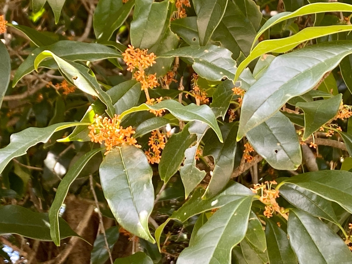 f:id:fuchanp4:20210925134604j:plain