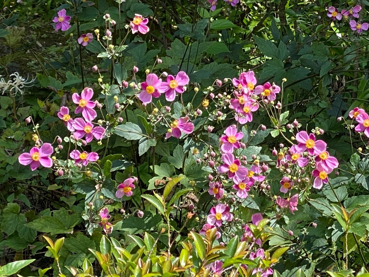 f:id:fuchanp4:20210925134916j:plain