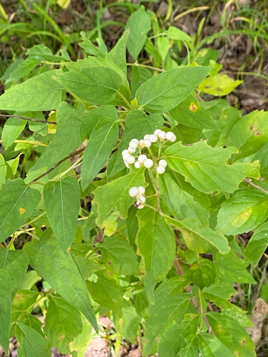 f:id:fuchanp4:20210925134951j:plain