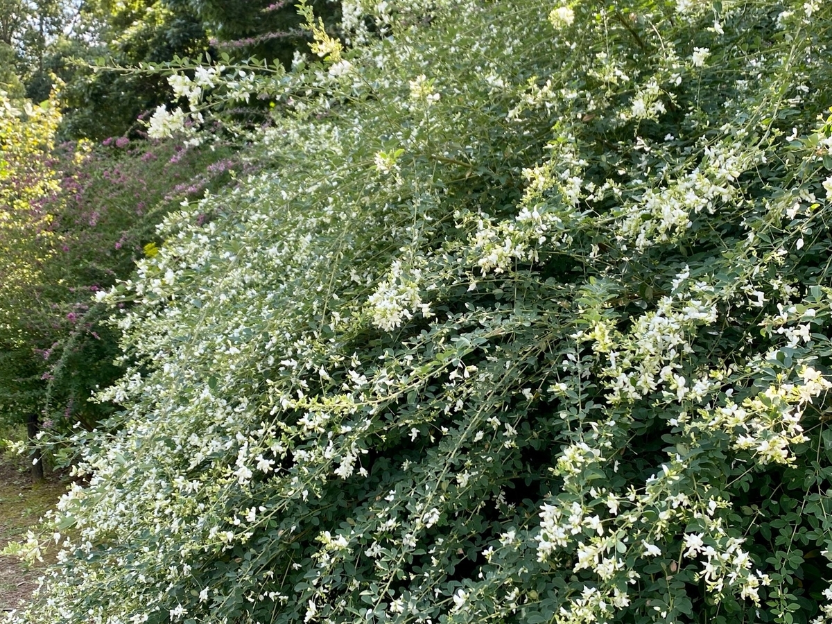 f:id:fuchanp4:20210925135026j:plain