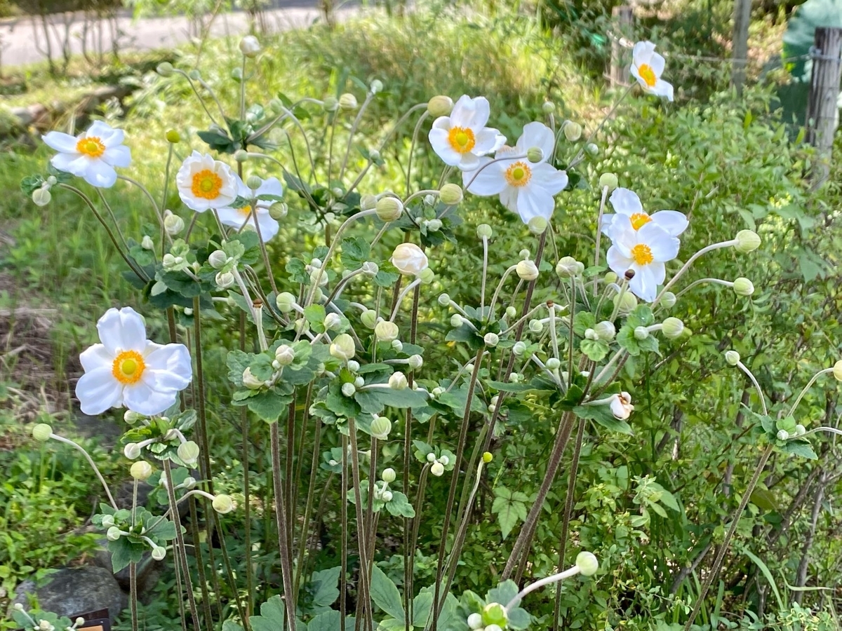 f:id:fuchanp4:20210925135202j:plain