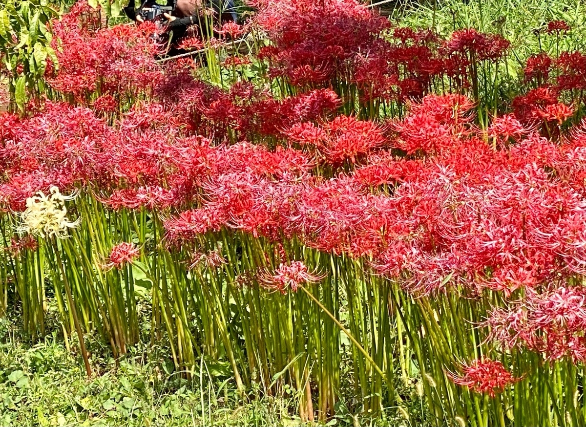 f:id:fuchanp4:20210925135340j:plain