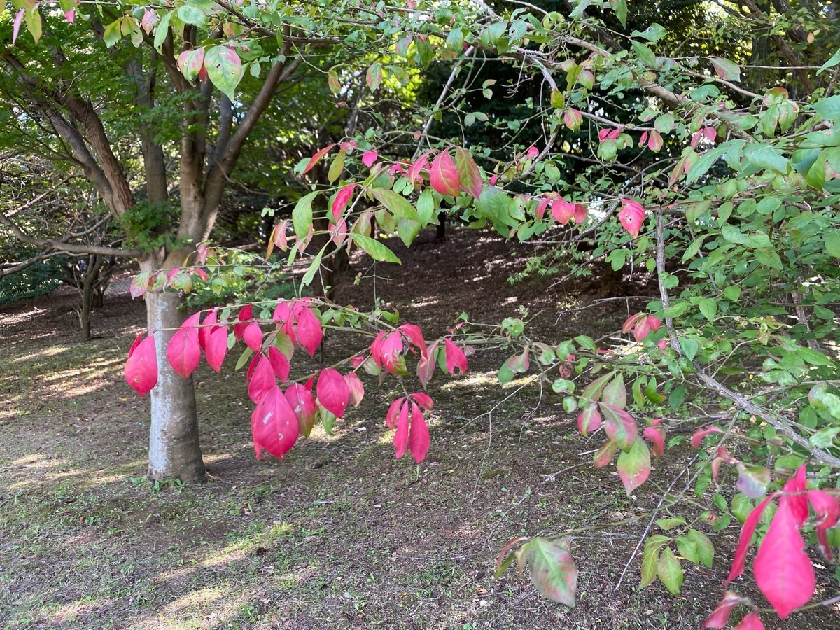 f:id:fuchanp4:20210925140011j:plain