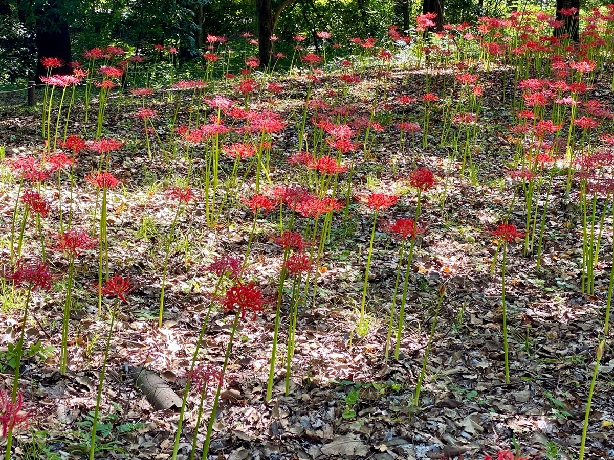 f:id:fuchanp4:20210925140152j:plain