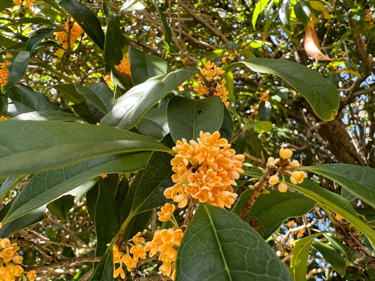 f:id:fuchanp4:20211009134818j:plain