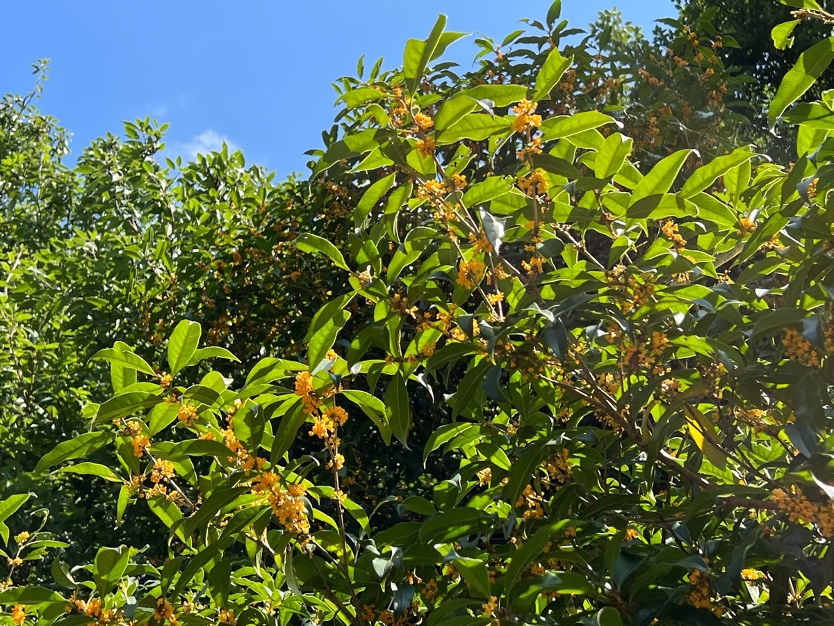 f:id:fuchanp4:20211009135350j:plain