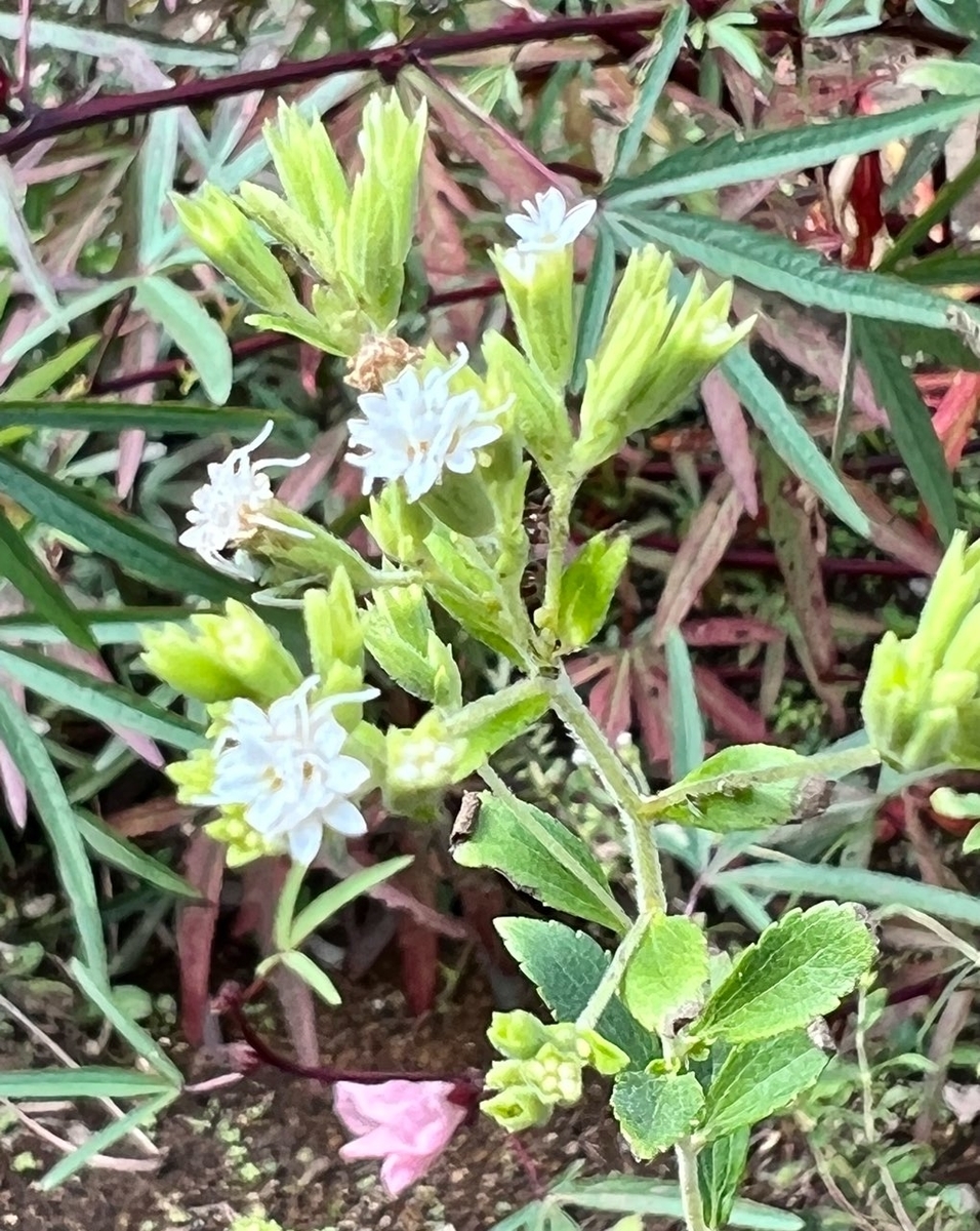 f:id:fuchanp4:20211009135612j:plain