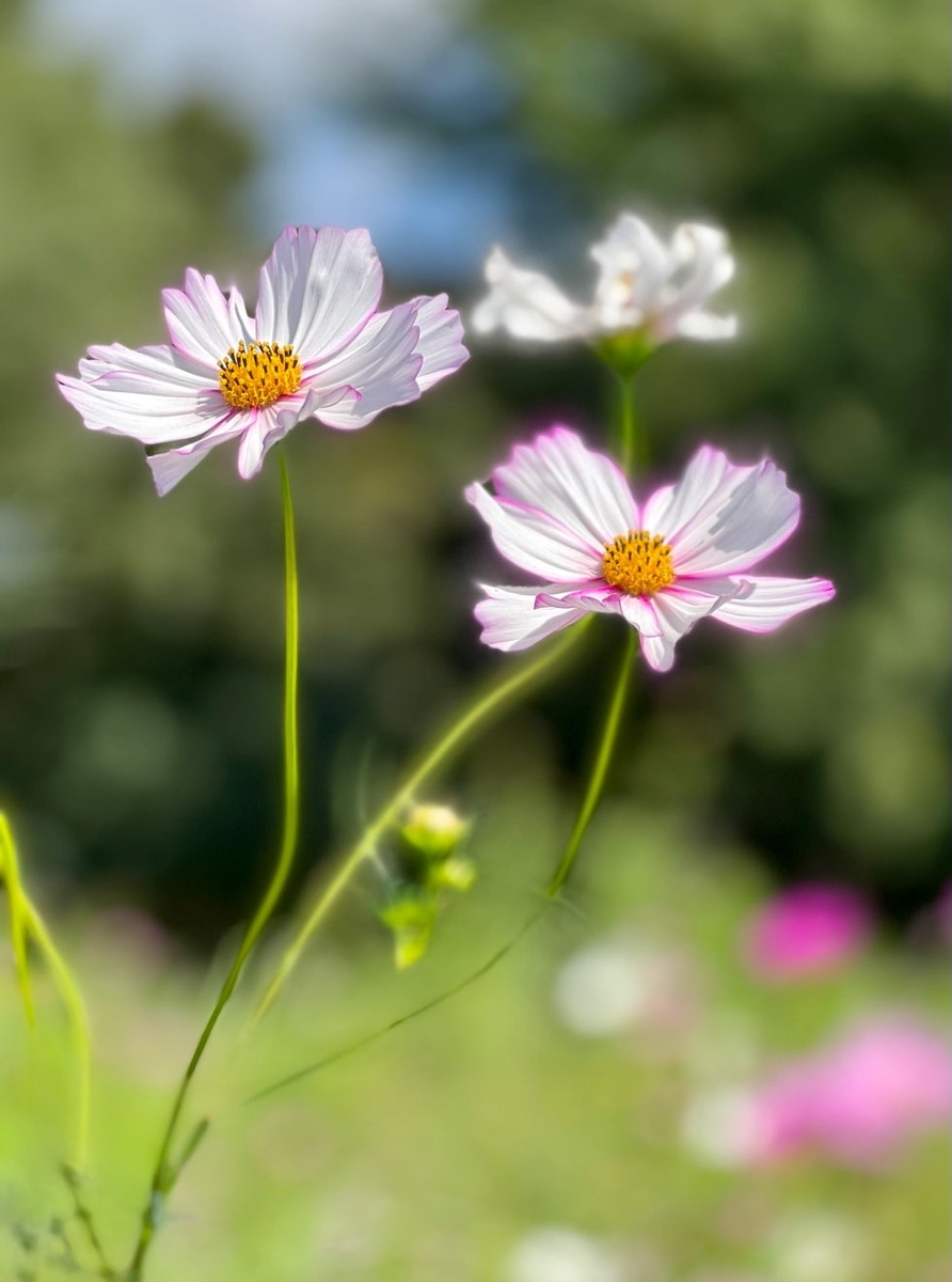 f:id:fuchanp4:20211009140009j:plain