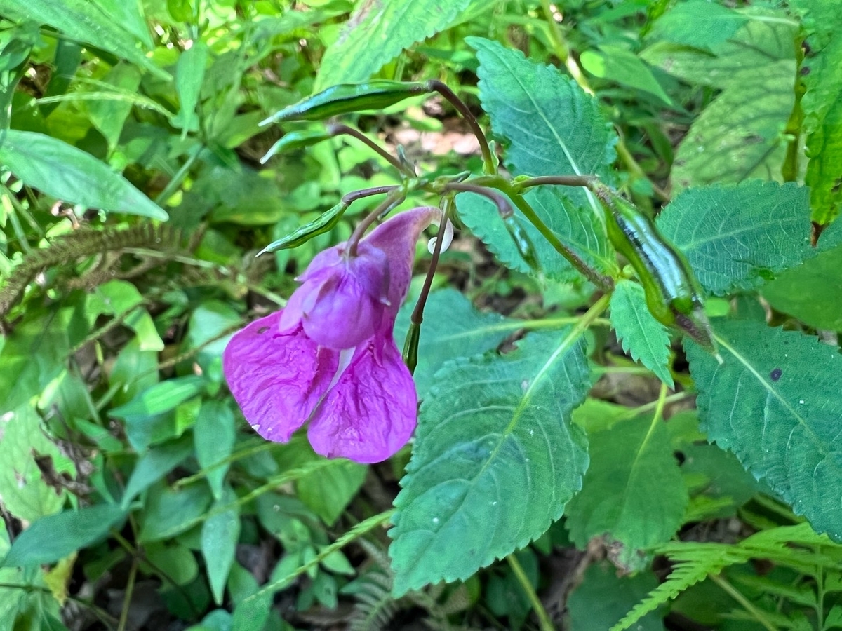 f:id:fuchanp4:20211009140712j:plain