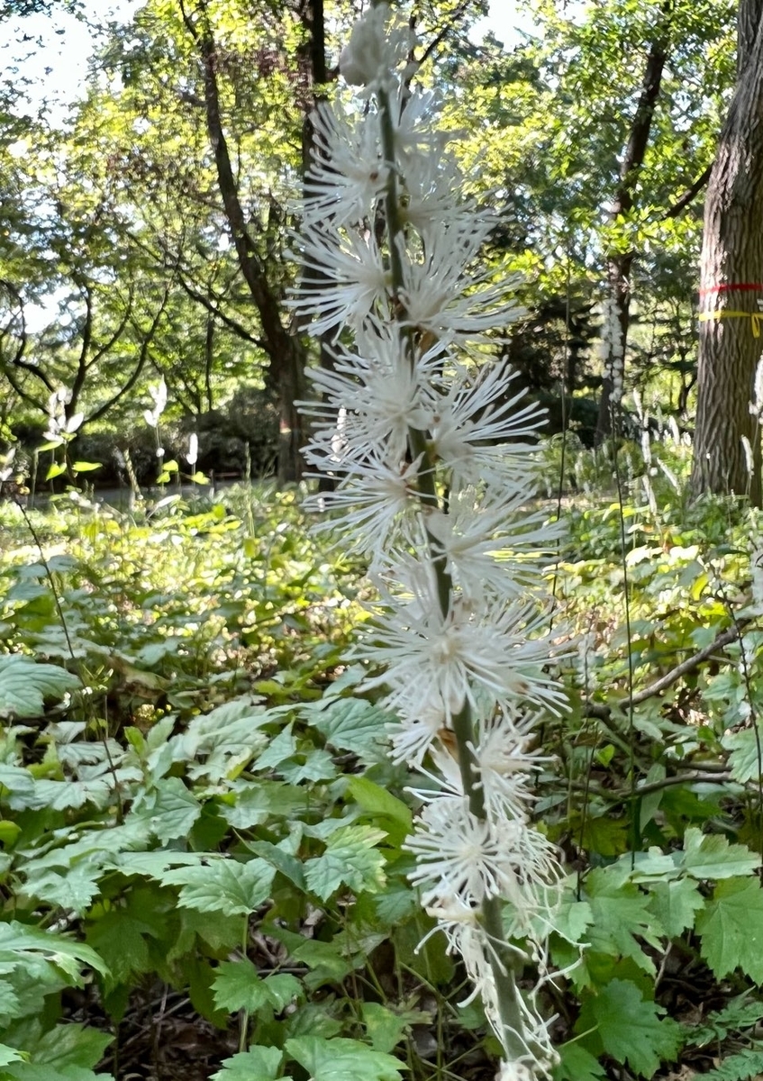 f:id:fuchanp4:20211009140816j:plain