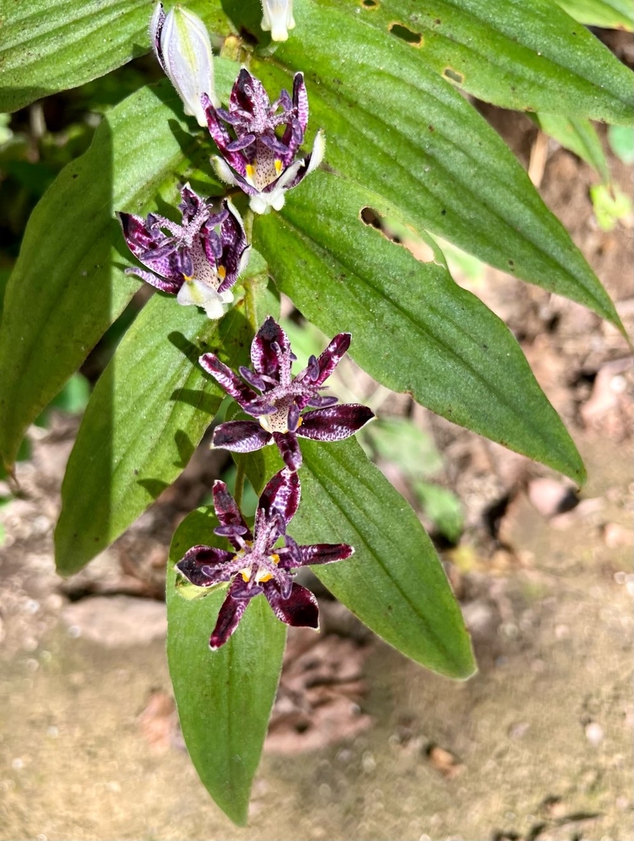 f:id:fuchanp4:20211009141308j:plain