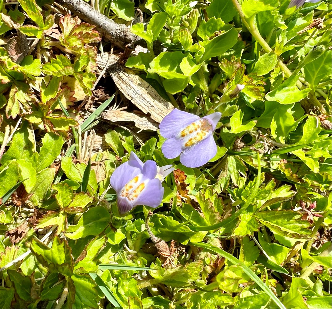 農林総合試センターと府中郷土の森博物館の春の花々 Fuchanp4のブログ 農林総合試センターと府中郷土の森博物館の春の花々 Fuchanp4のブログ