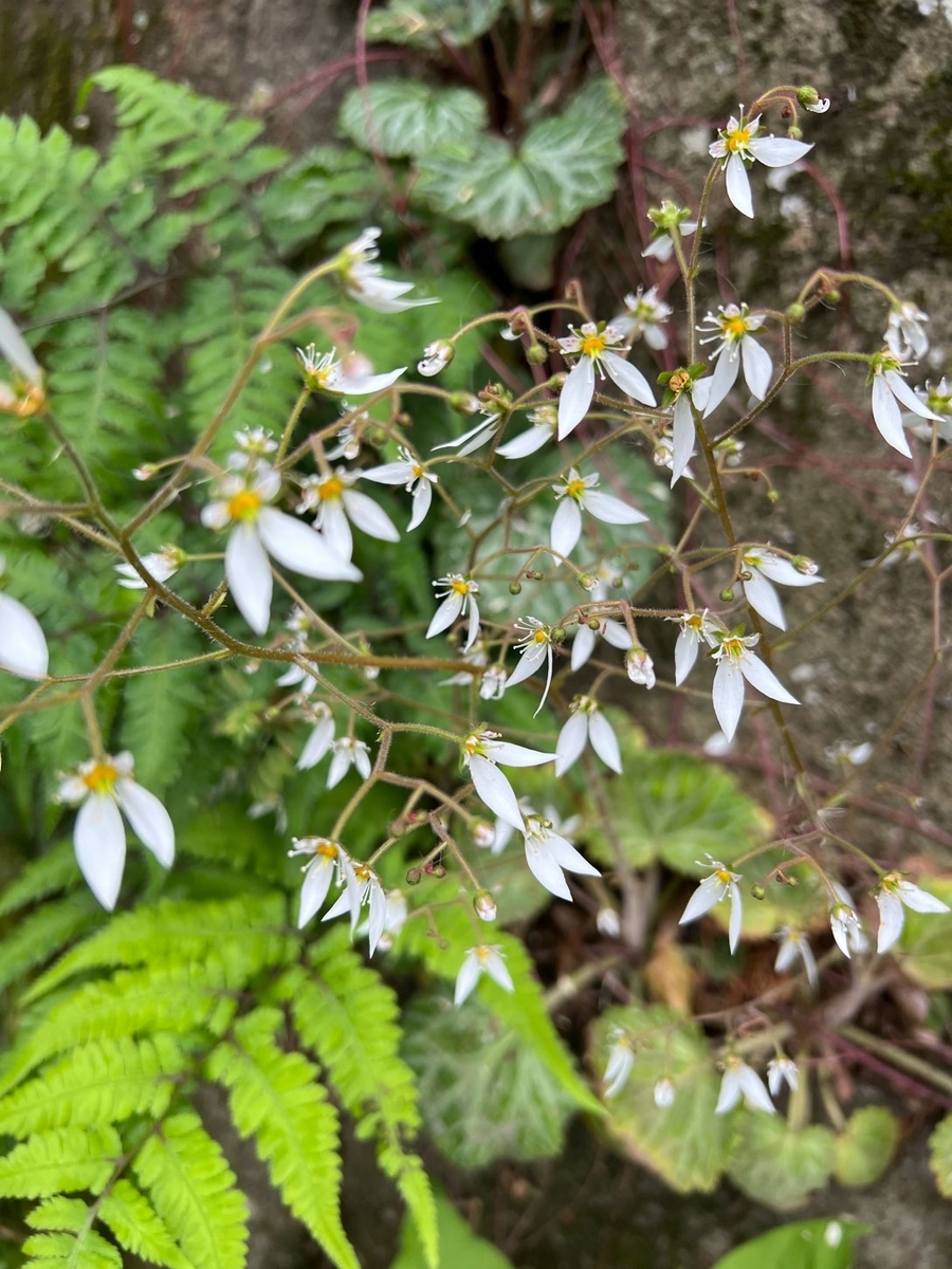神代植物公園の晩春の山野草など Fuchanp4のブログ