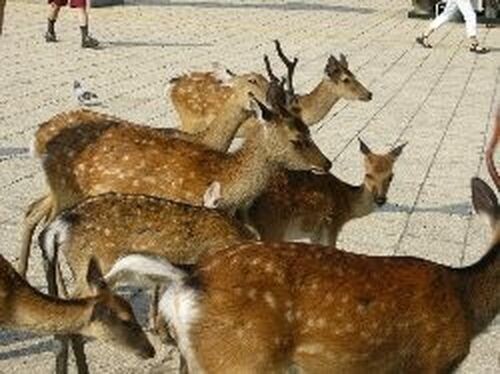 宮島の鹿の写真