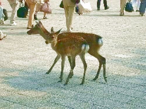 宮島の鹿（子連れ）の写真